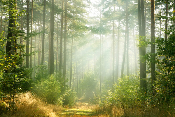 Caminho através de uma floresta com árvores e arbustos Caminho através de uma floresta com árvores e arbustos