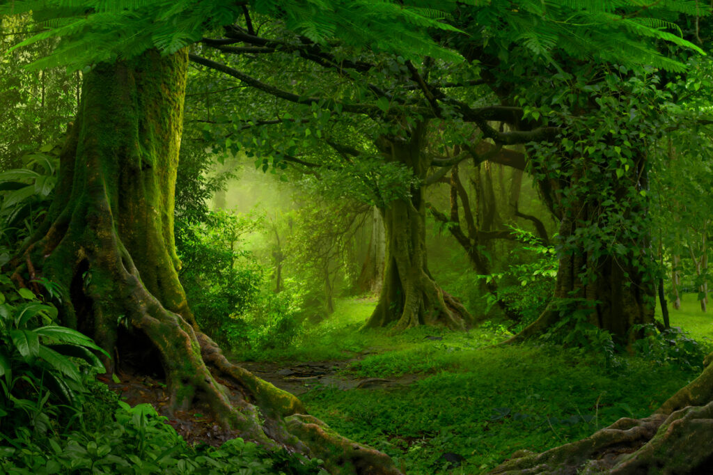 Floresta com árvores e plantas Floresta com árvores e plantas