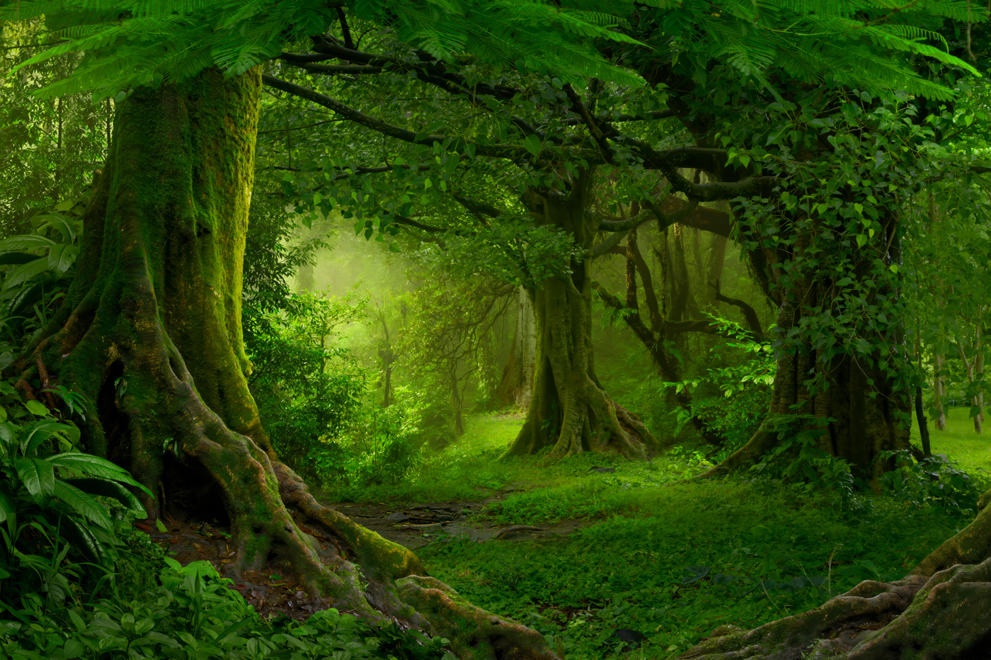 Forest with trees and plants