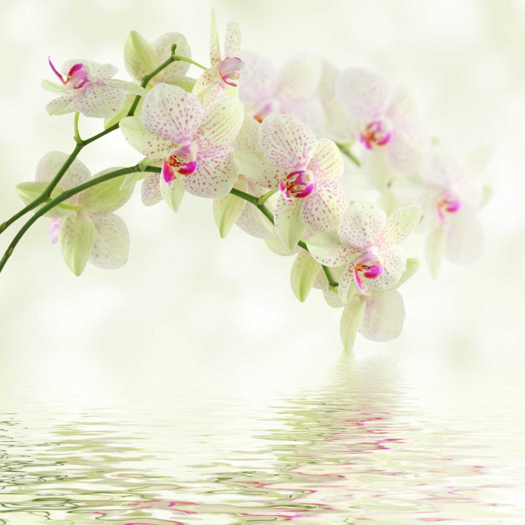 Delicate orchids over gentle water
