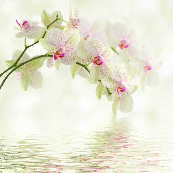 Delicate orchids over gentle water