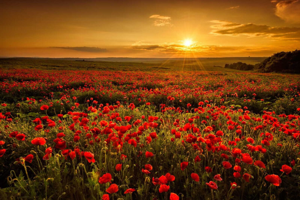 Campo de flores vermelhas Campo de flores vermelhas