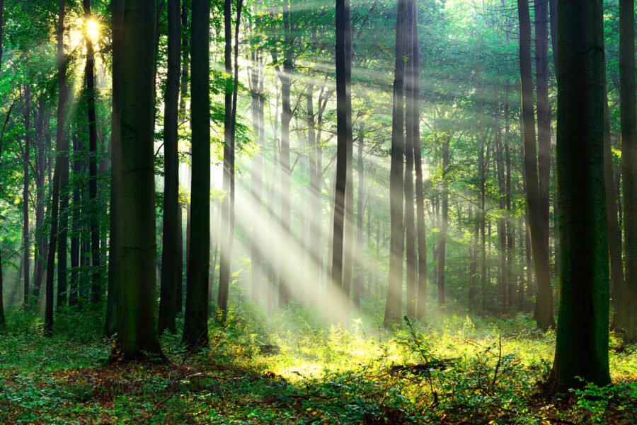 Papel de parede A luz do sol a brilhar através das árvores - Image 12