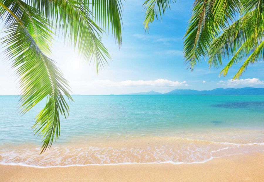Praia com palmeiras e água azul