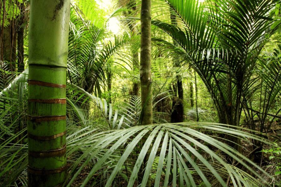 Floresta verde com palmeiras