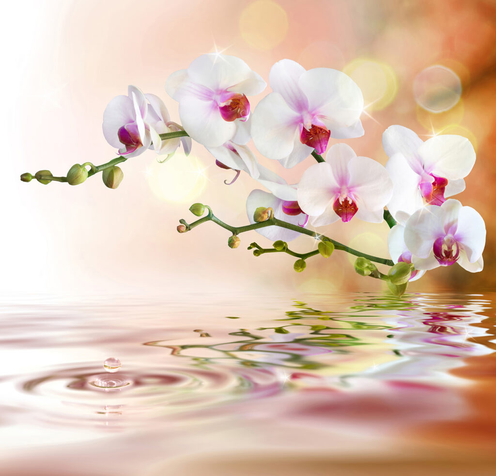 Orquídeas brancas num ramo com ondulações de água Orquídeas brancas num ramo com ondulações de água