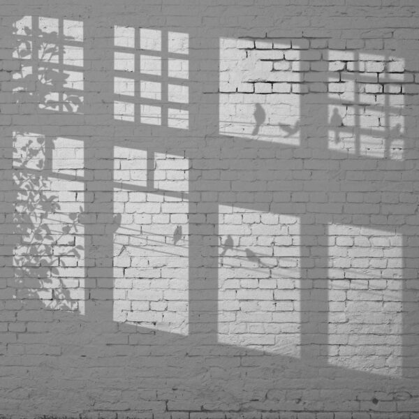 Parede com janelas e sombra de pássaros Parede com janelas e sombra de pássaros
