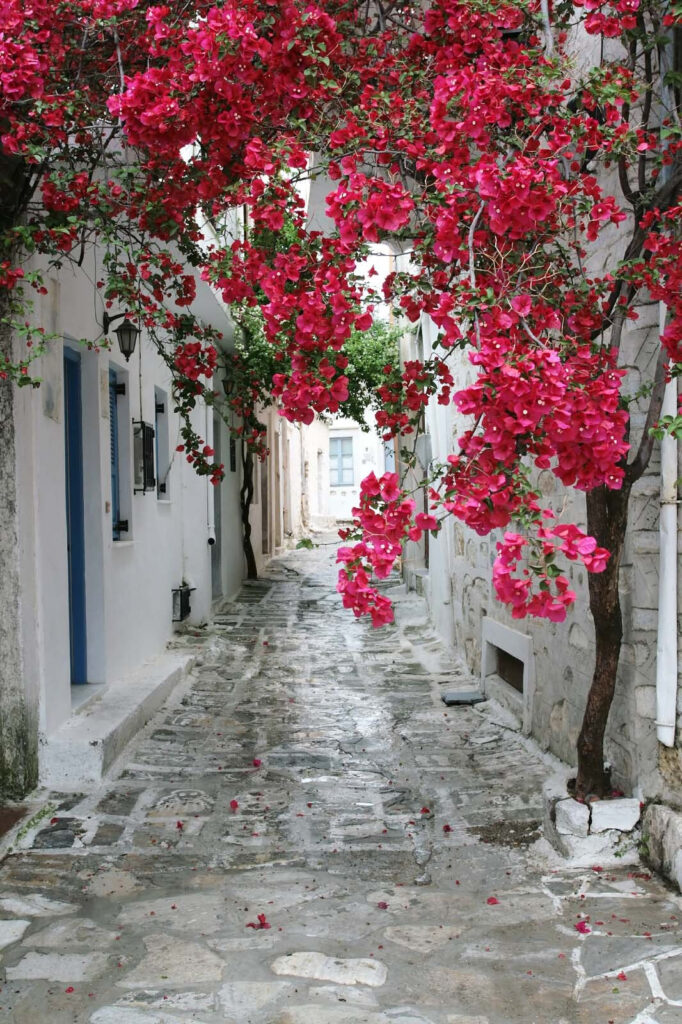 Beco de pedra com flores cor-de-rosa Beco de pedra com flores cor-de-rosa