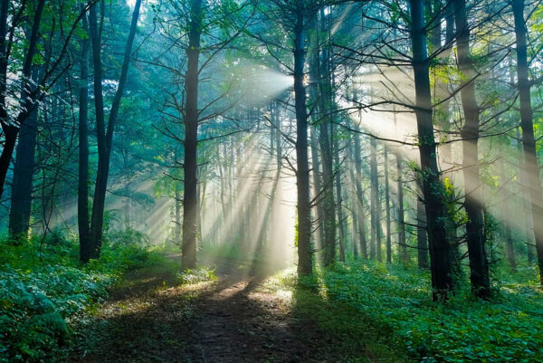 Sol a brilhar através das árvores numa floresta Sol a brilhar através das árvores numa floresta
