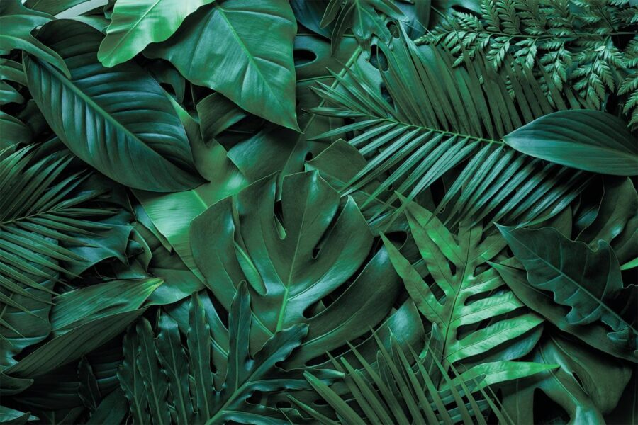 Grupo de folhas verdes Grupo de folhas verdes