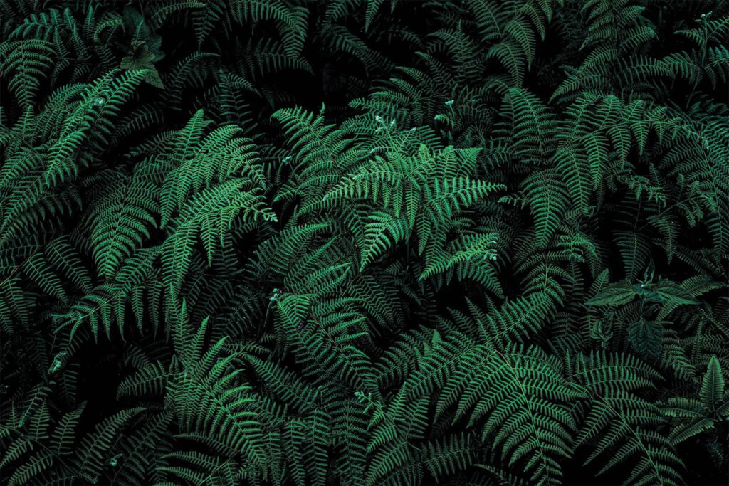 Fetos exuberantes em tons de verde profundo. Fetos exuberantes em tons de verde profundo.