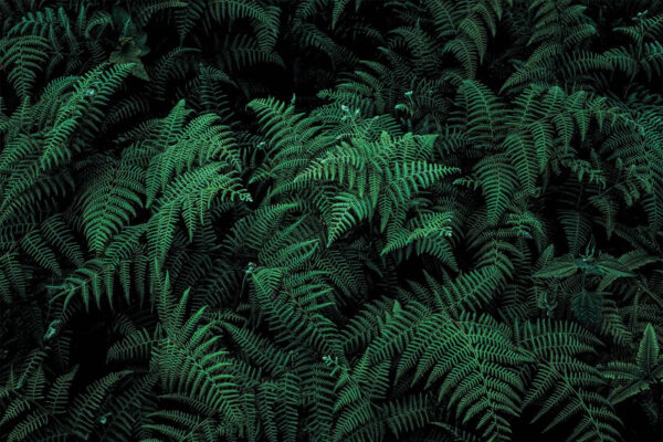 Fetos exuberantes em tons de verde profundo. Fetos exuberantes em tons de verde profundo.