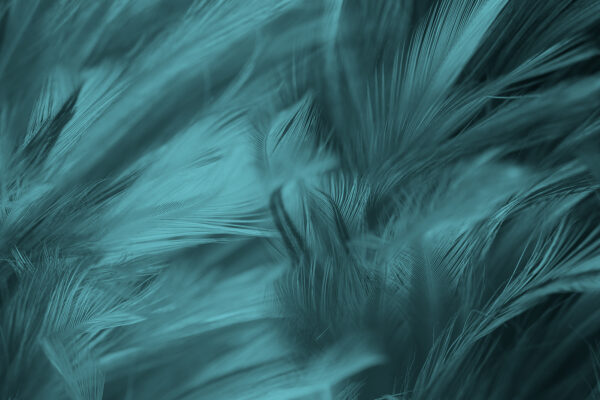 Suaves penas de marreco em ondas suaves. Suaves penas de marreco em ondas suaves.