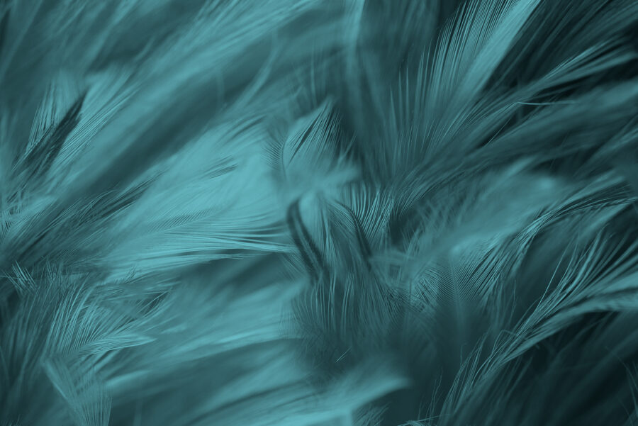 Suaves penas de marreco em ondas suaves. Suaves penas de marreco em ondas suaves.