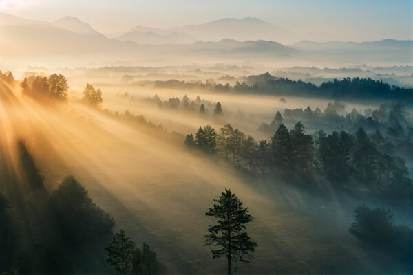 O sol a brilhar através das árvores O sol a brilhar através das árvores