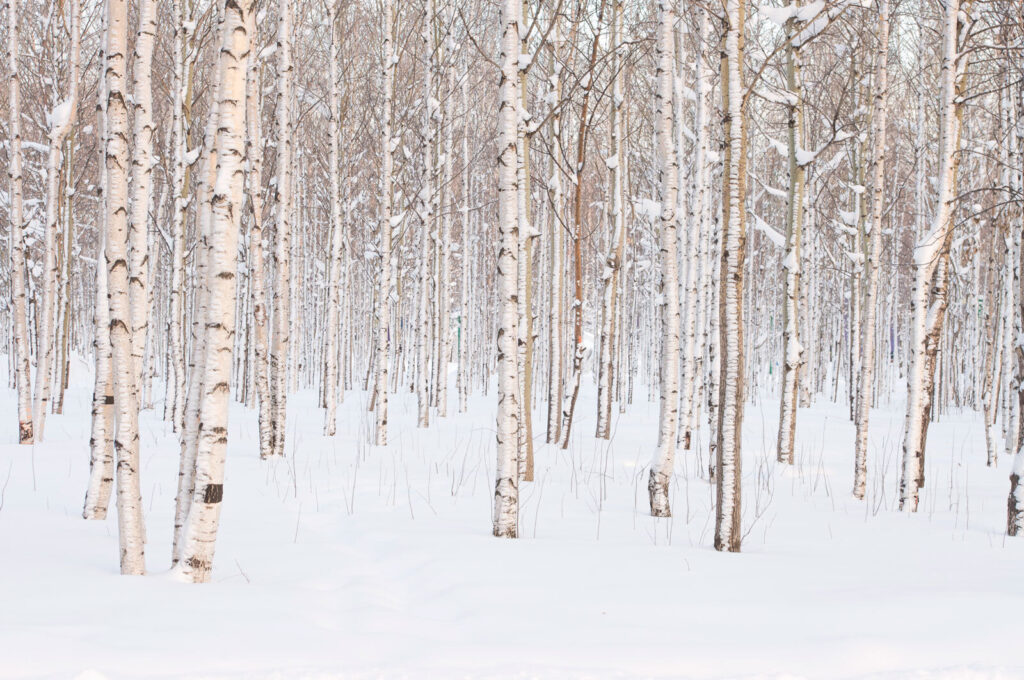 Group of trees in a snowy forest Group of trees in a snowy forest