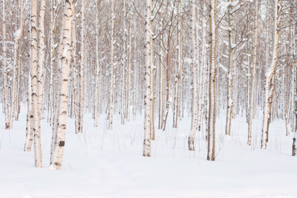 Group of trees in a snowy forest Group of trees in a snowy forest