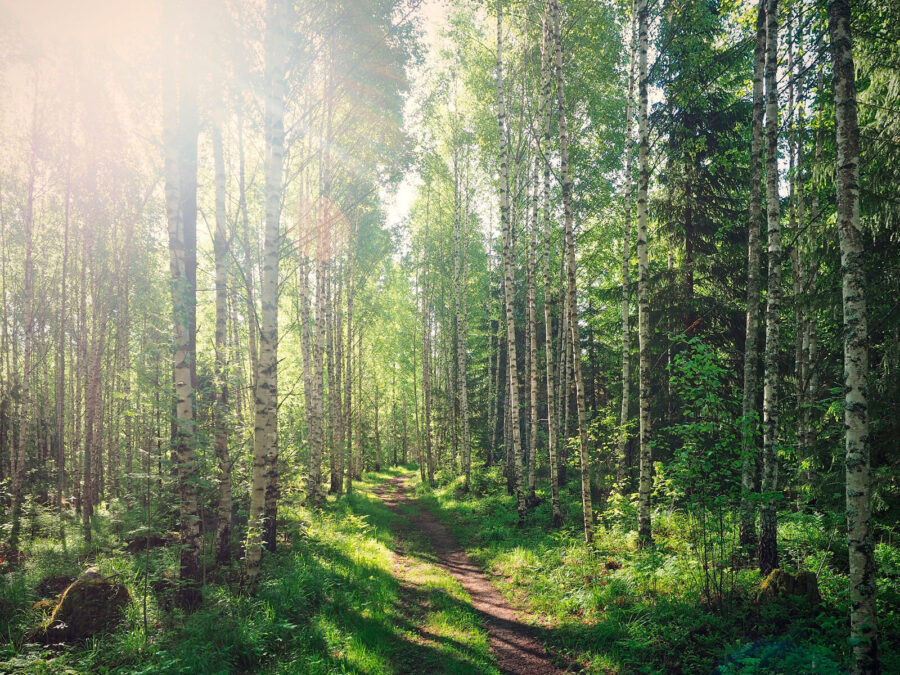 Caminho através de uma floresta de árvores