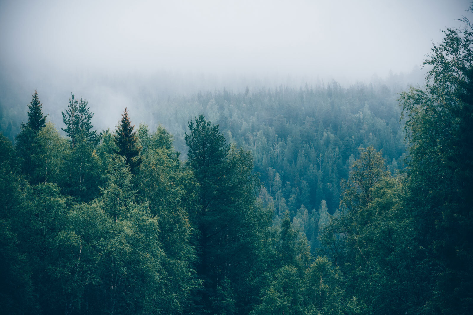 Floresta de árvores com nevoeiro u74236p - Floresta de árvores com nevoeiro - tegory