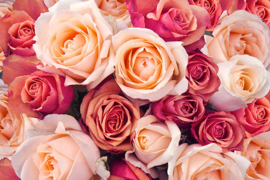 Grupo de rosas cor-de-rosa e brancas Grupo de rosas cor-de-rosa e brancas