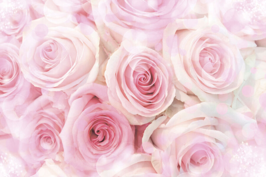 Grupo de rosas cor-de-rosa