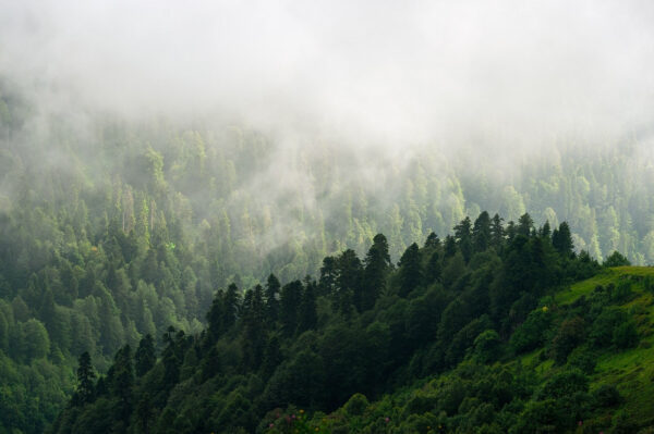 Floresta com nevoeiro e árvores Floresta com nevoeiro e árvores