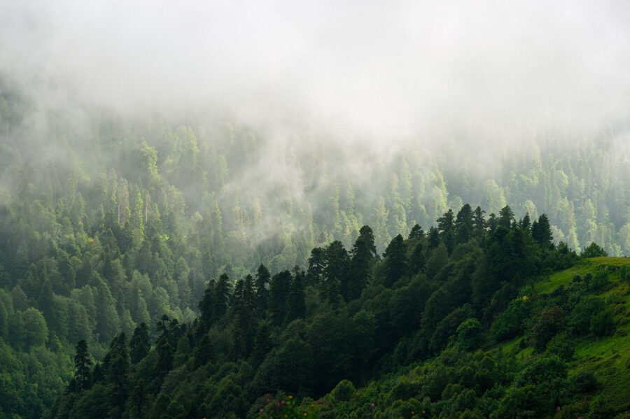Floresta com nevoeiro e árvores