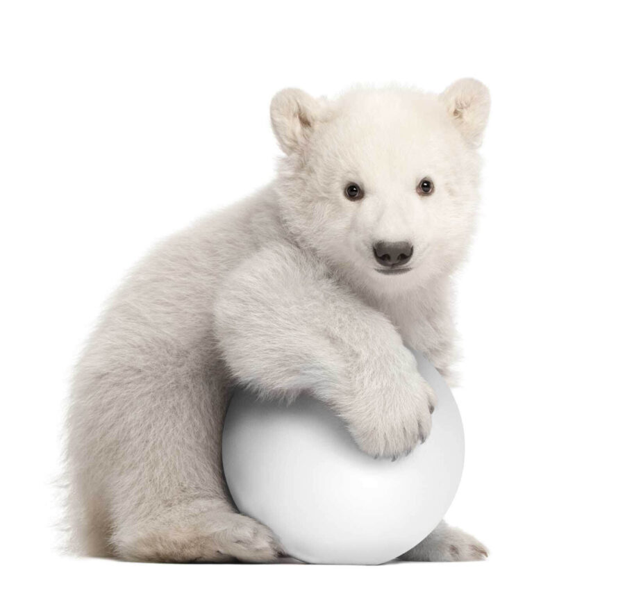 Papel de parede Urso polar a segurar uma bola - Image 4
