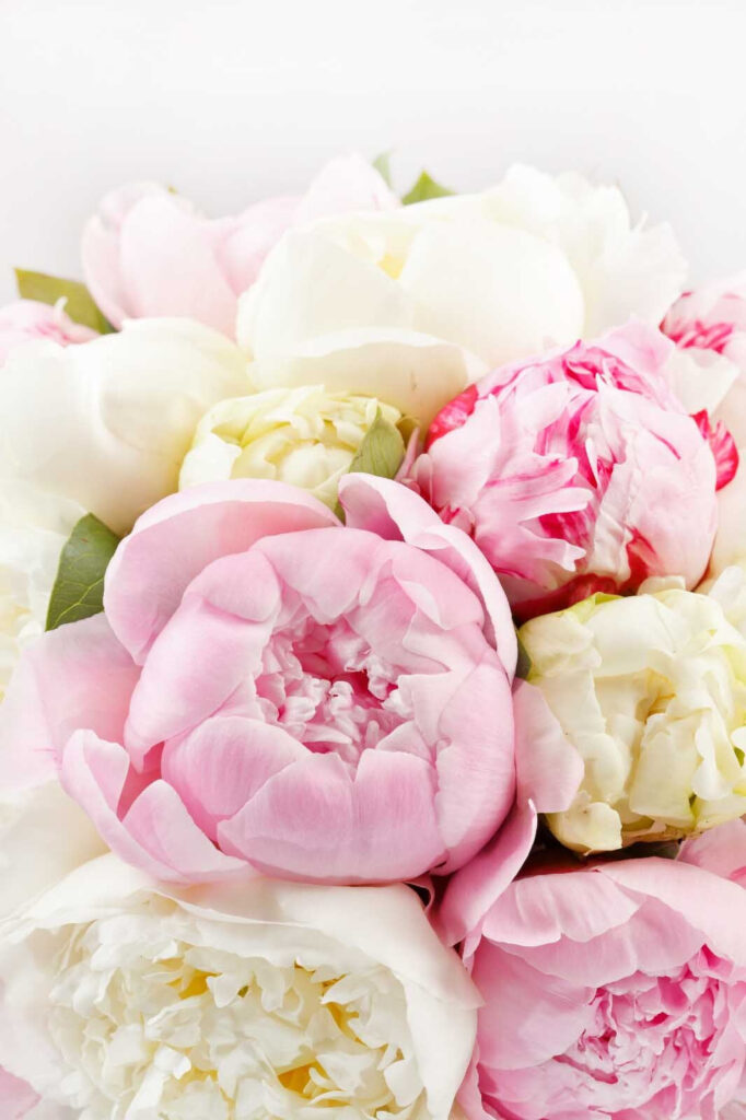 Bouquet de flores cor-de-rosa e brancas Bouquet de flores cor-de-rosa e brancas