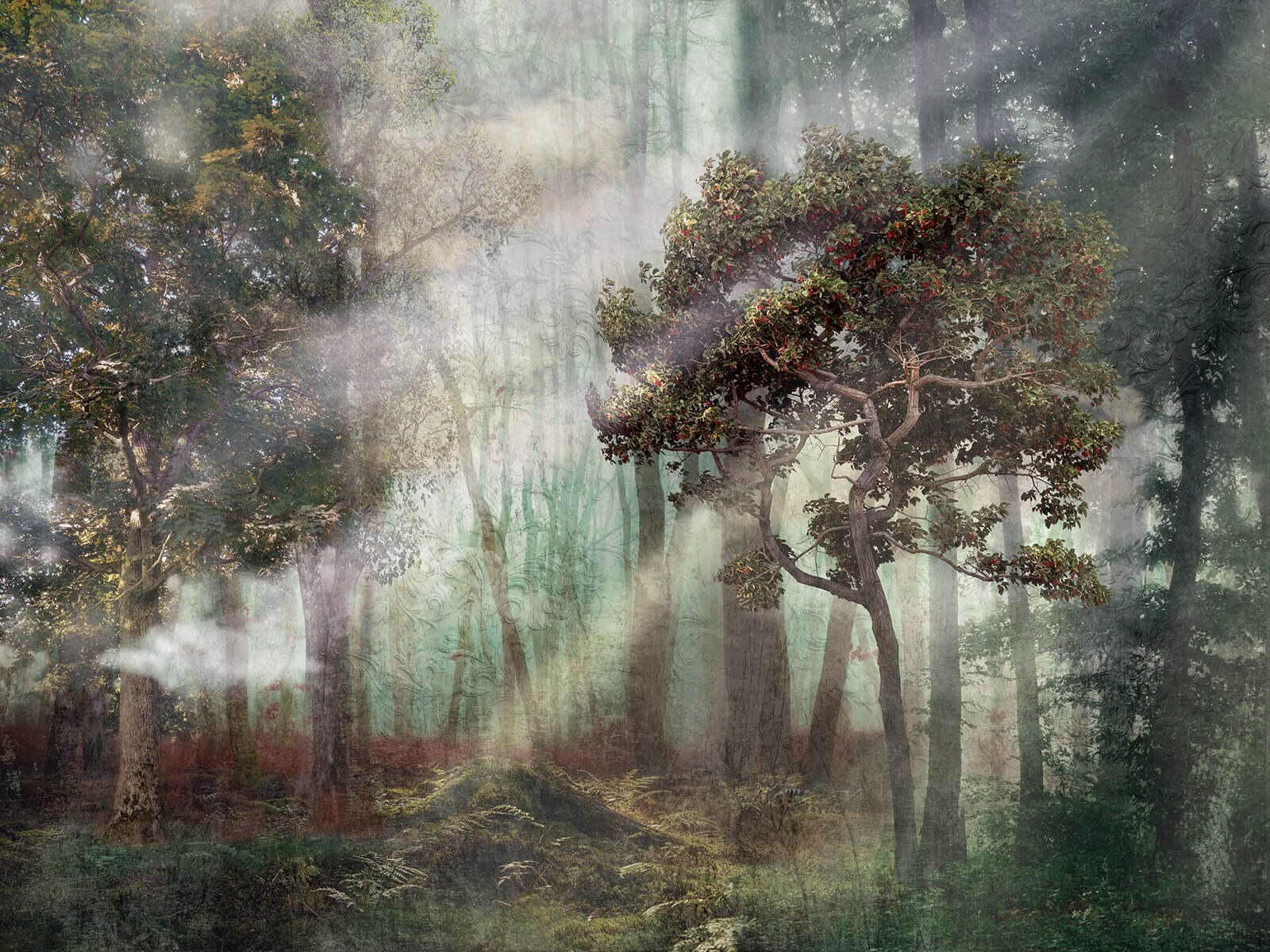 Floresta enevoada com árvores e nevoeiro u80281p - Floresta enevoada com árvores e nevoeiro - tegory