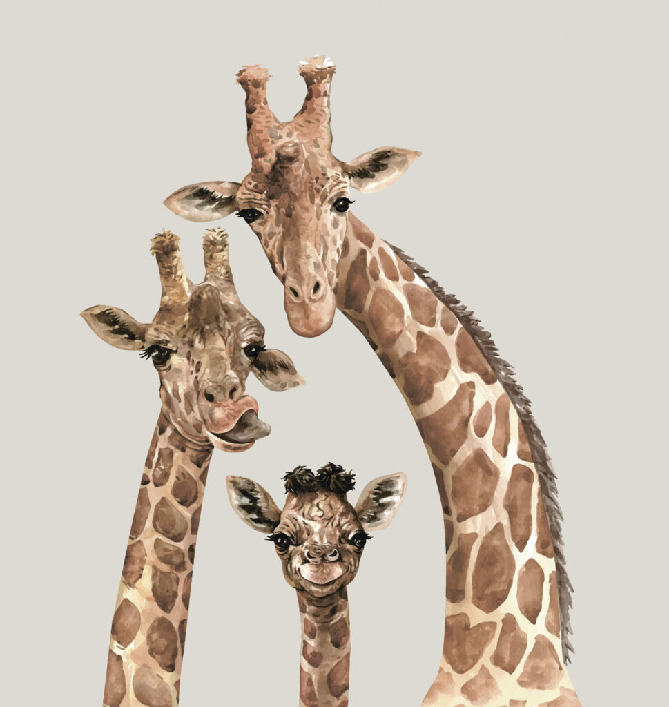 Um grupo de girafas com as cabeças juntas Um grupo de girafas com as cabeças juntas