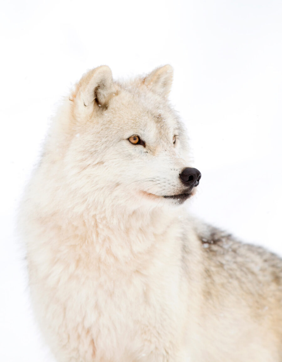 Papel de parede Um lobo branco na neve - Image 6