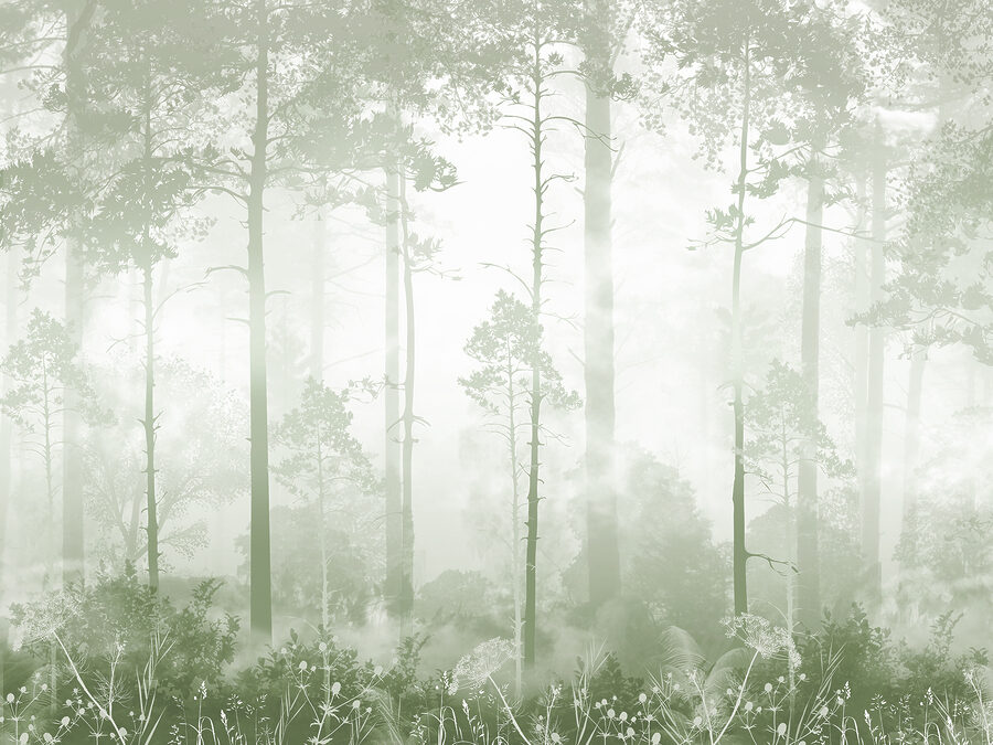 Uma floresta de nevoeiro com árvores altas