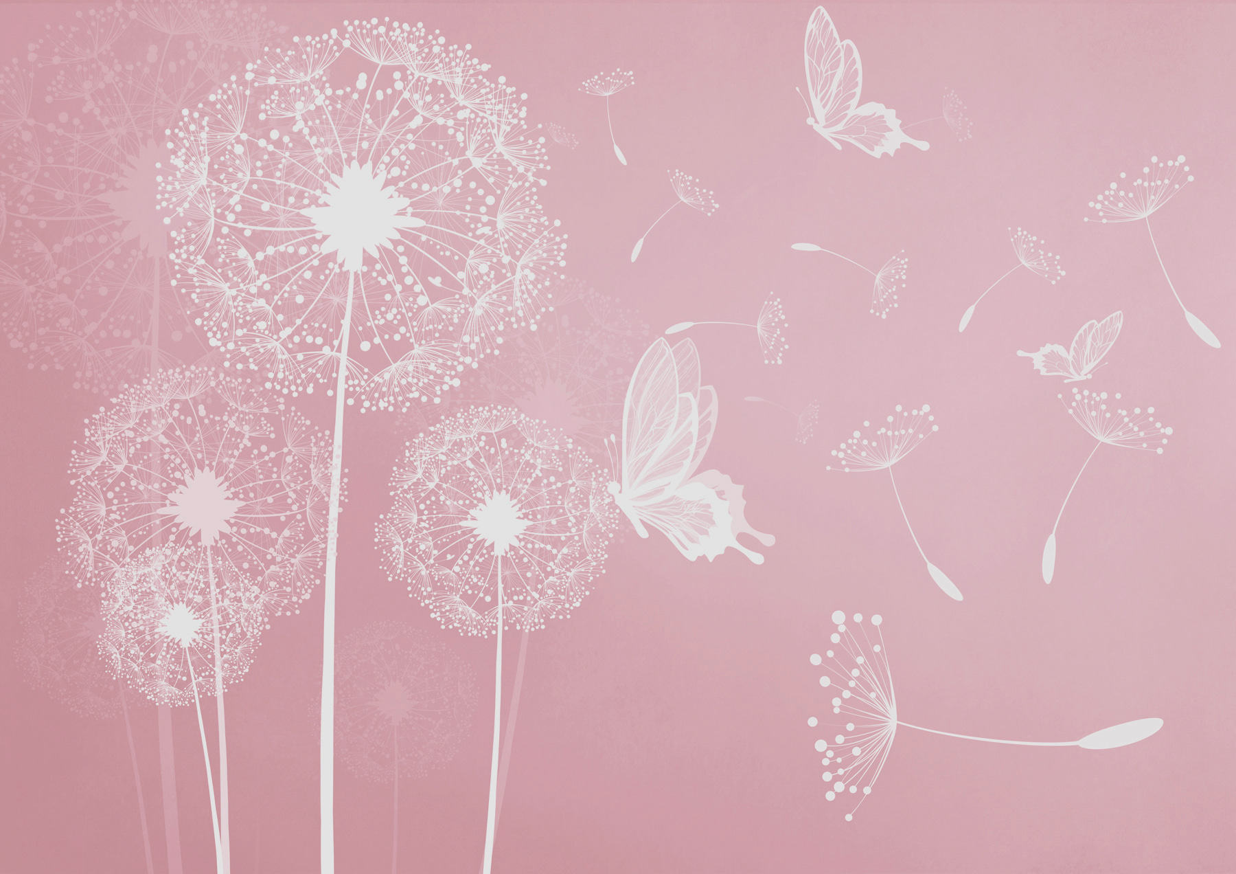 A pink background with white dandelions and butterflies A pink background with white dandelions and butterflies