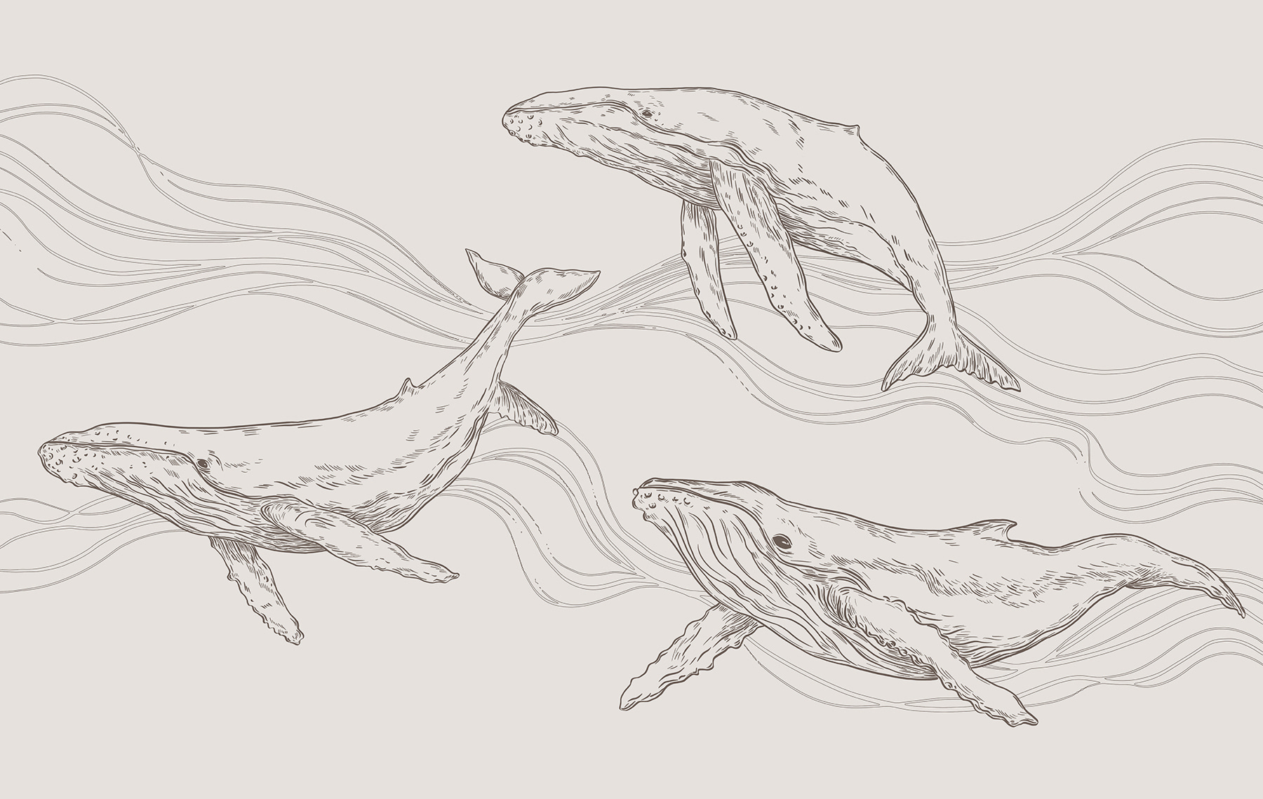 A group of whales swimming in the water A group of whales swimming in the water