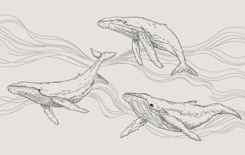 A group of whales swimming in the water