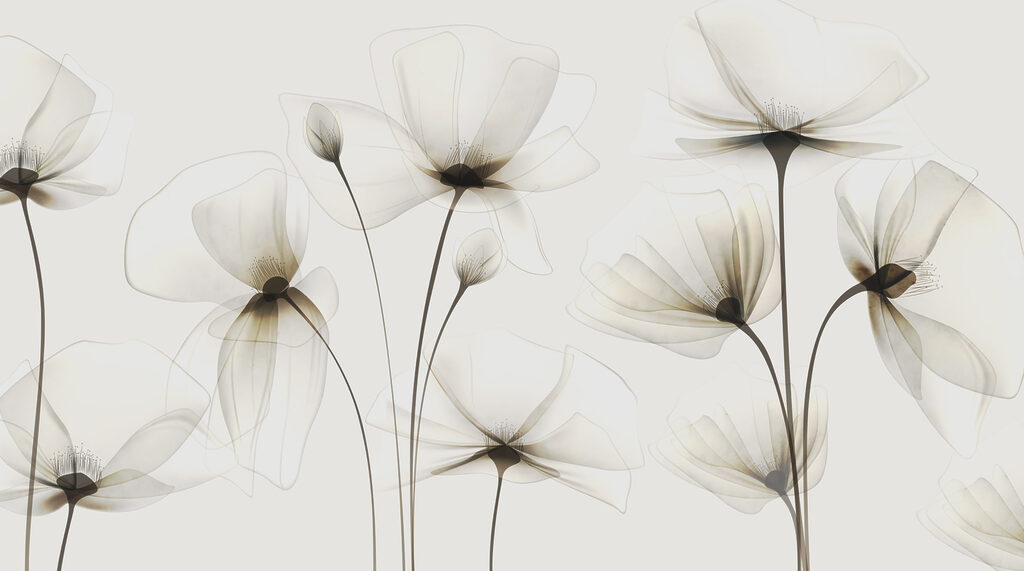 Flores transparentes sobre um fundo branco Flores transparentes sobre um fundo branco