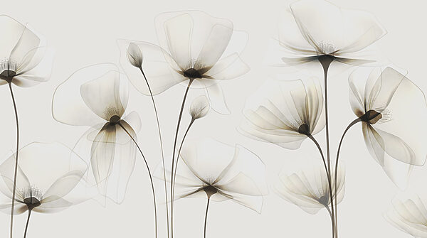 Flores transparentes sobre um fundo branco Flores transparentes sobre um fundo branco