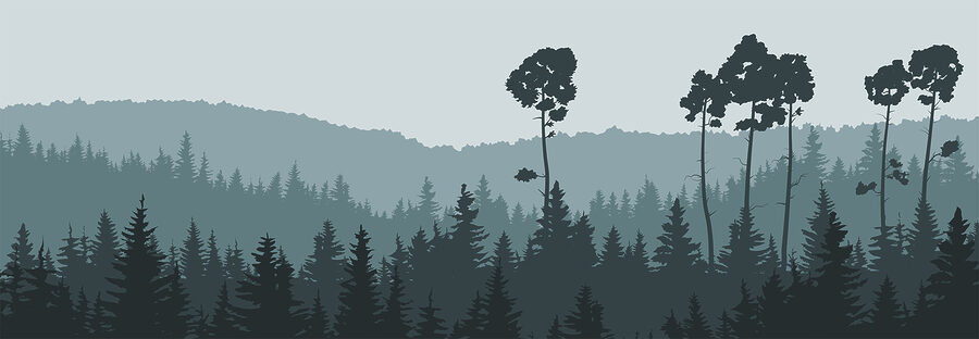 Uma árvore numa floresta
