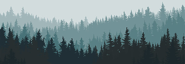 Uma floresta de árvores no nevoeiro Uma floresta de árvores no nevoeiro