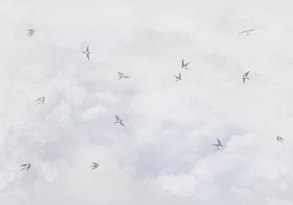 Um grupo de pássaros a voar no céu Um grupo de pássaros a voar no céu