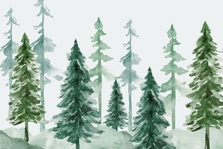 Um grupo de árvores numa floresta com neve Um grupo de árvores numa floresta com neve