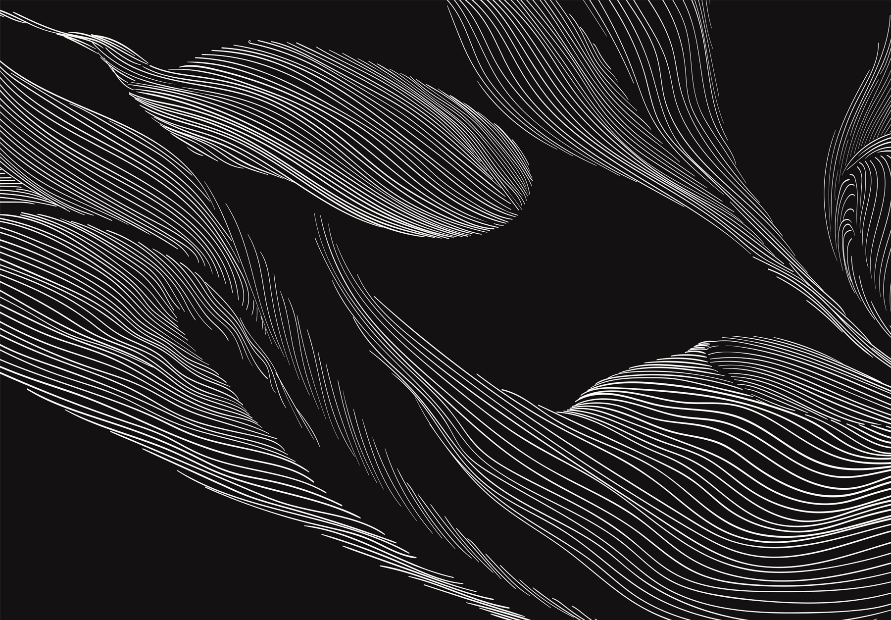 A black and white image of a leaf