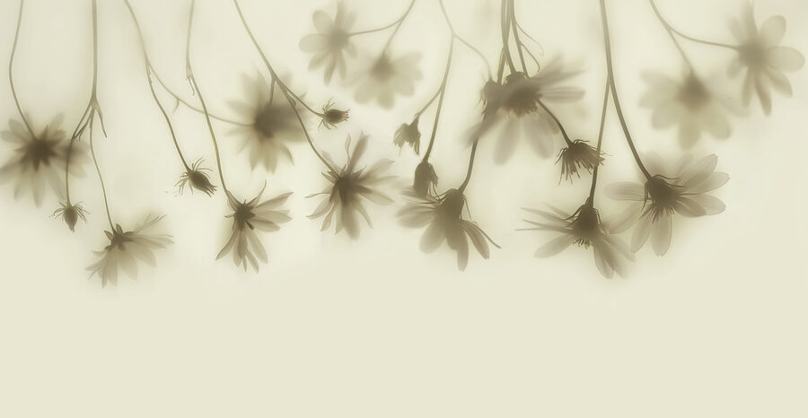 Grupo de flores sobre um fundo branco