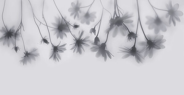 Group of flowers on a white background