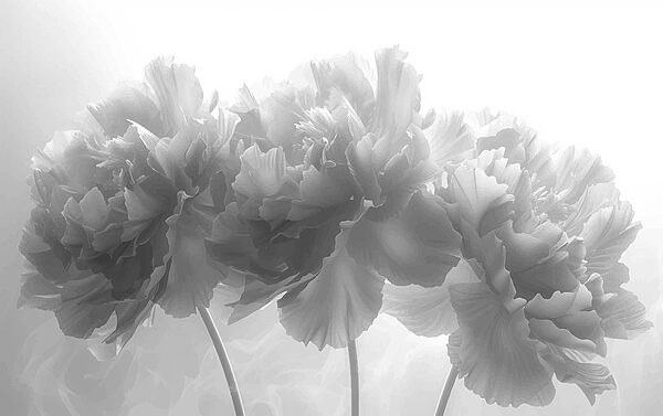 Grupo de flores num fundo branco Grupo de flores num fundo branco