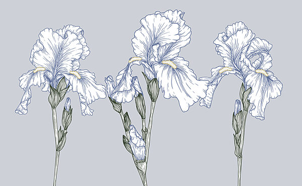 Grupo de flores brancas Grupo de flores brancas