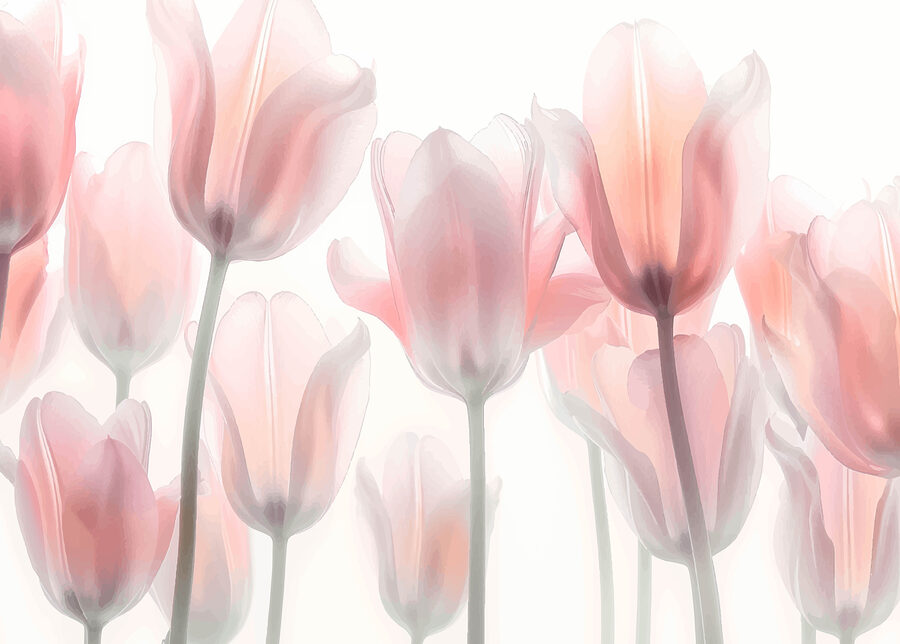 Papel de parede Grupo de flores cor-de-rosa - Image 4