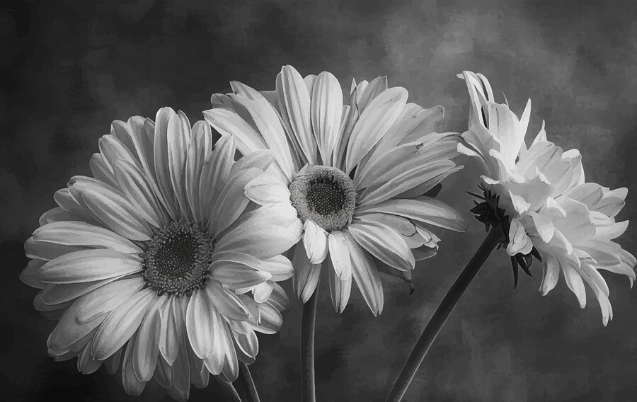 Grupo de flores com pétalas