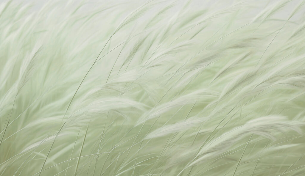Close up of a plant